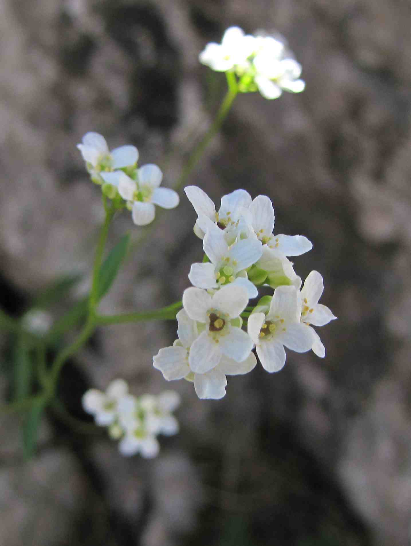 crucifera sibillini